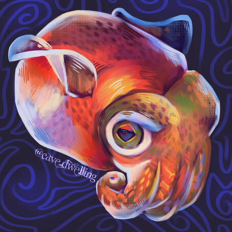 bobtail squid bobtail squid
